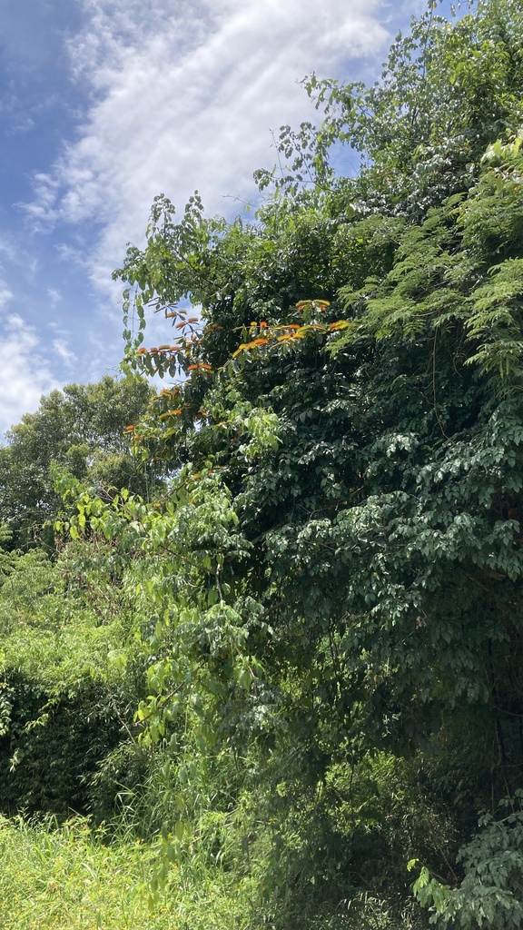 Foto de Sangra-d'água