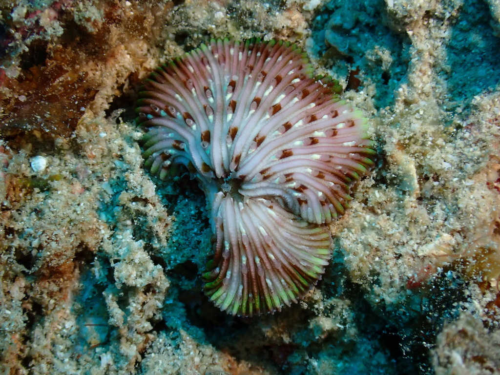 Distorted Mushroom Coral (Cycloseris distorta)