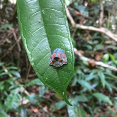 Dorynota sexplagiata