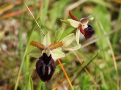Ophrys bertolonii