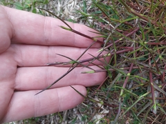 Lolium rigidum