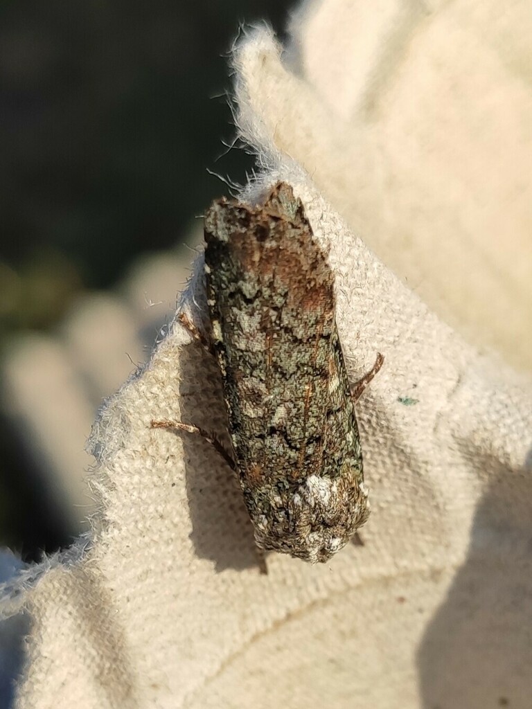Portland Moth