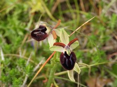 Ophrys bertolonii