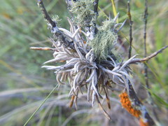 Tillandsia capillaris