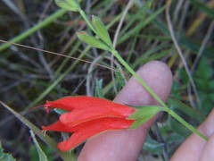 Salvia oppositiflora