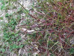 Lolium rigidum