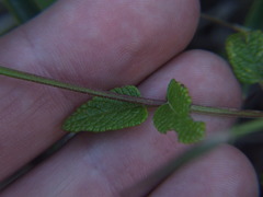 Salvia oppositiflora