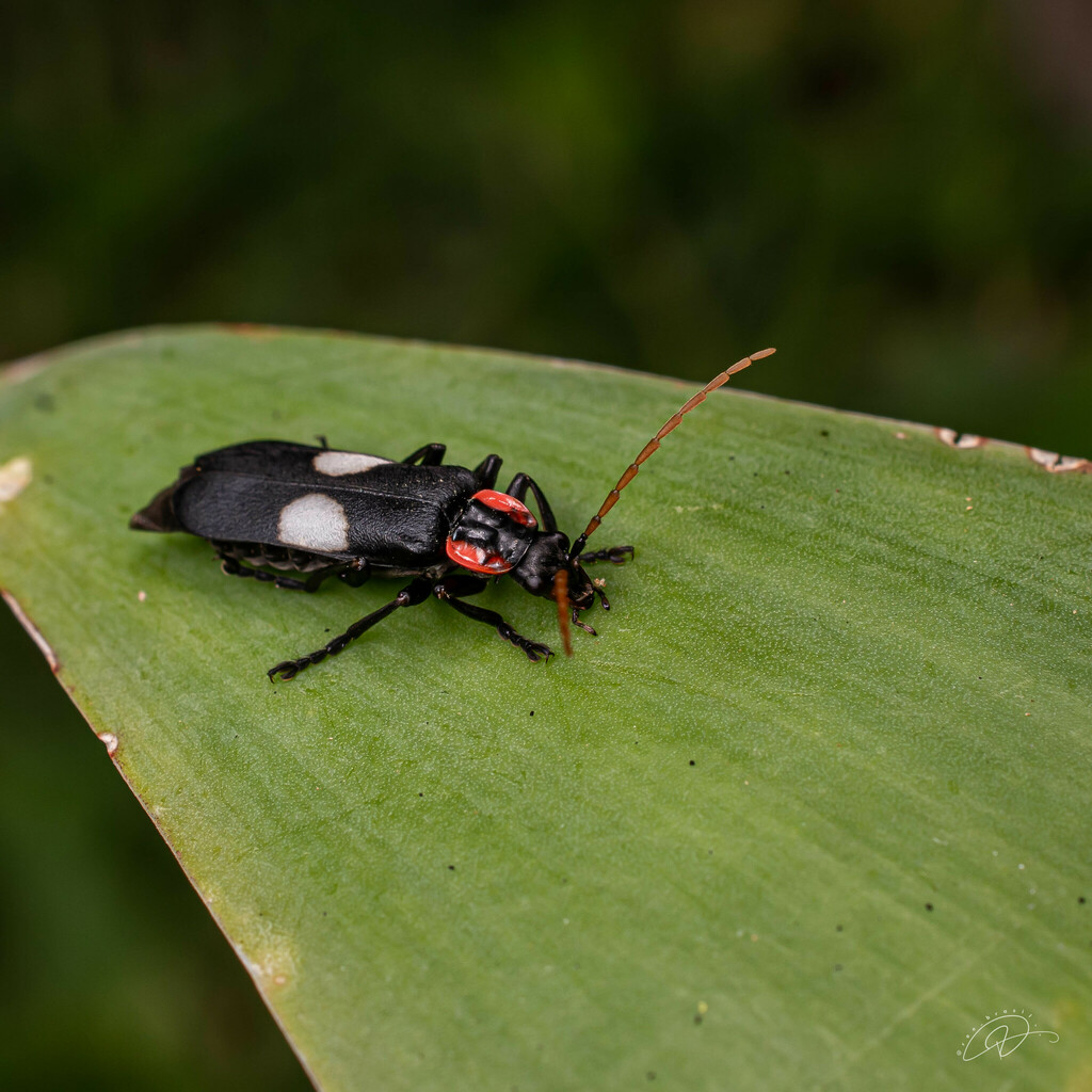 Discodon tricolor