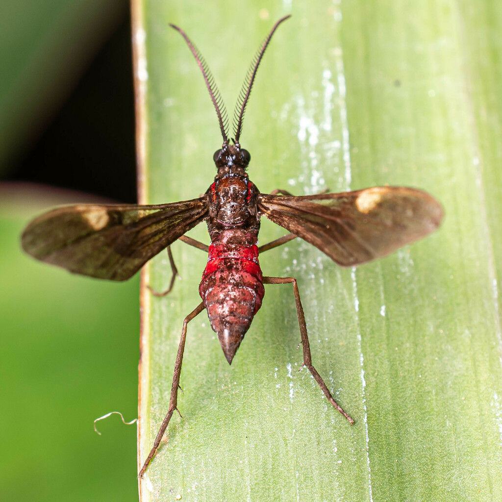 Rhynchopyga braconida