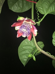 Passiflora alata