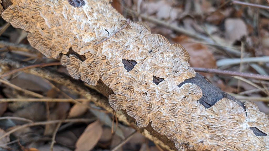 Daedaleopsis styracina · January 2024 · photo: © atsushi_nakajima_cirque (iNaturalist, cc-by)