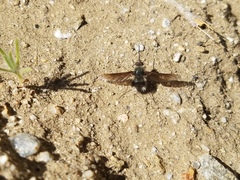 Bombylius curtirhynchus