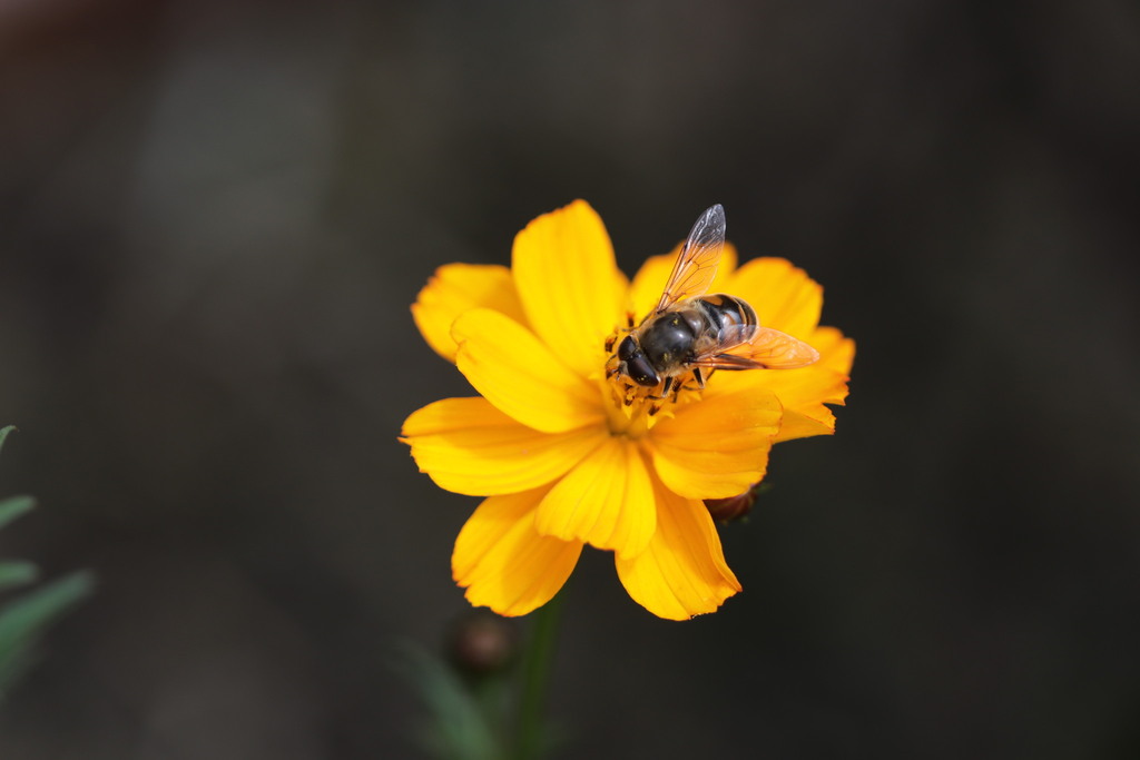 Common Drone Fly In January 2024 By Paperbark Native Bees INaturalist   Large 