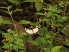 Janatella leucodesma