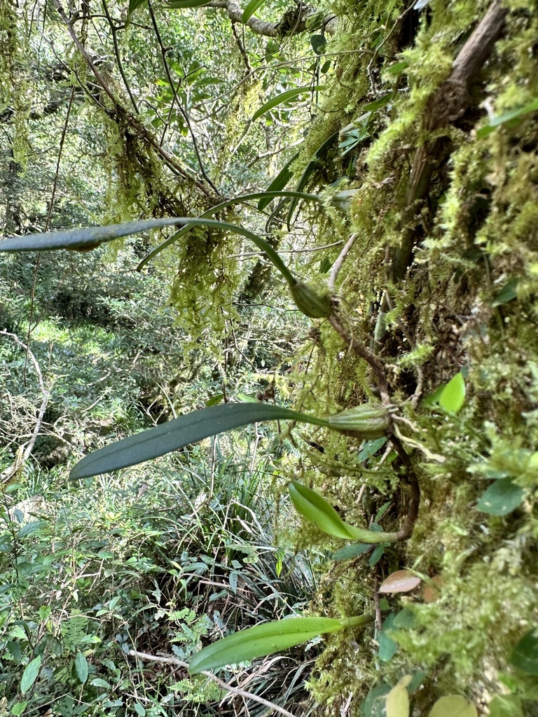 Bulbophyllum melanoglossum Summerh.
