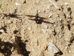 Bombylius curtirhynchus