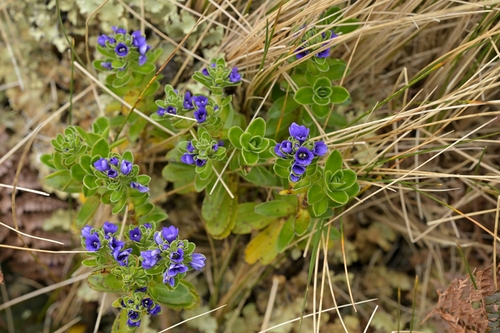 Image of Veronica benthamii by (c) Christopher Stephens, some rights reserved (CC BY-SA)