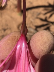 Brunsvigia gregaria