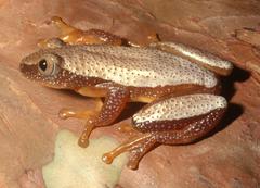Afrixalus fornasini