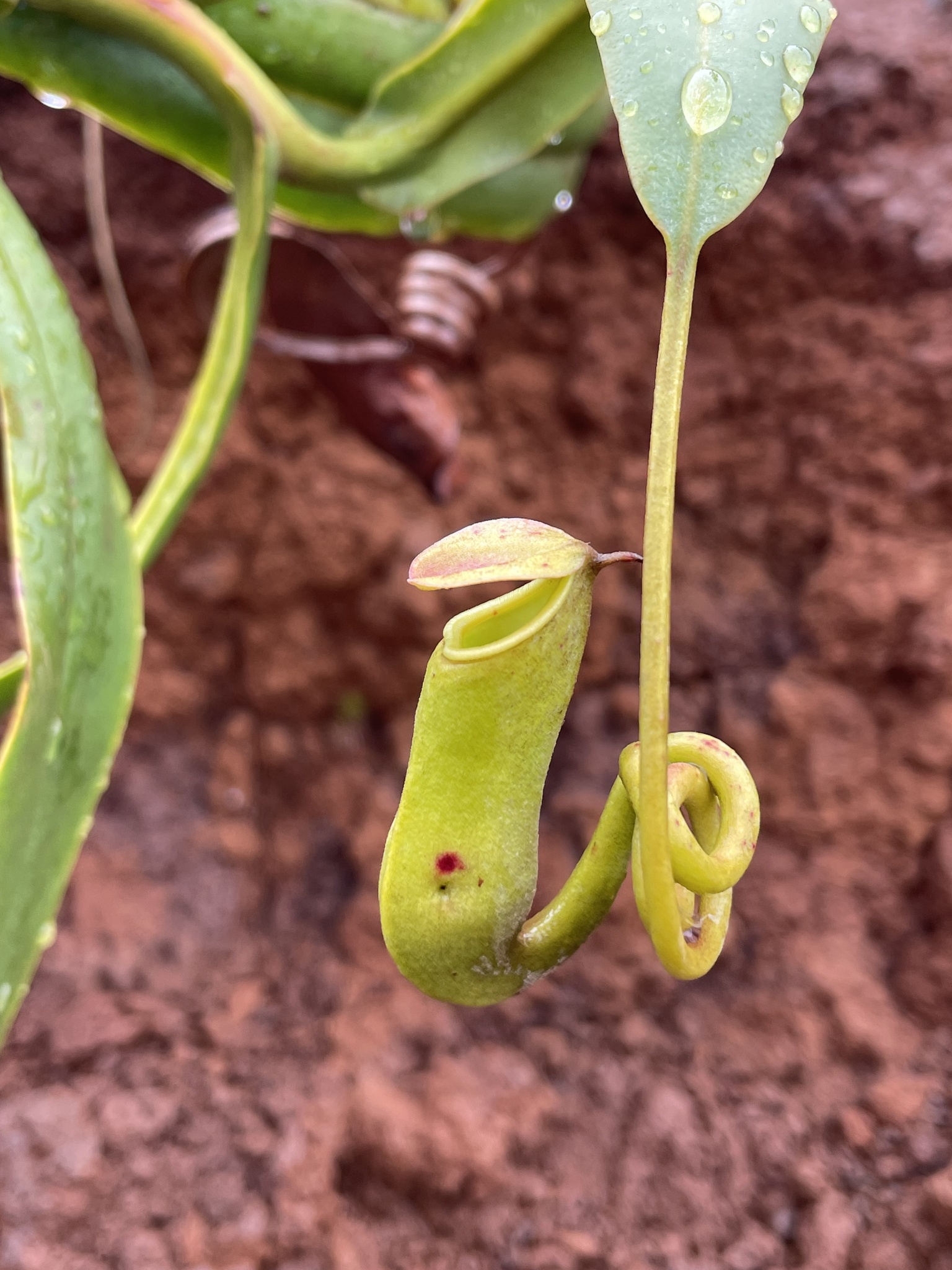 Imagem de Jarro ou planta-jarro