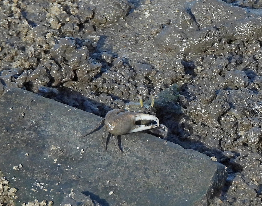 Heaping Fiddler Crab