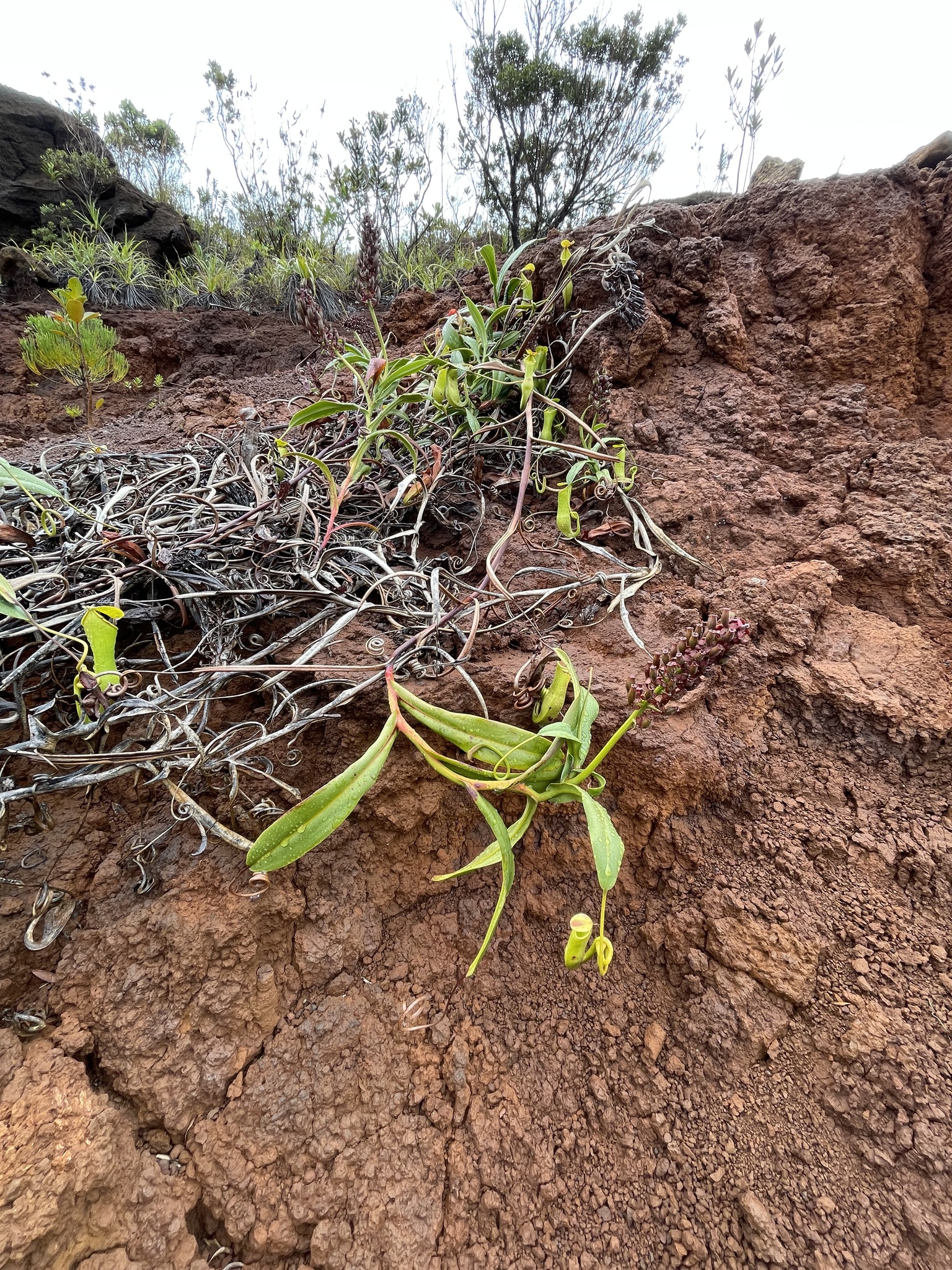 Imagem de Jarro ou planta-jarro