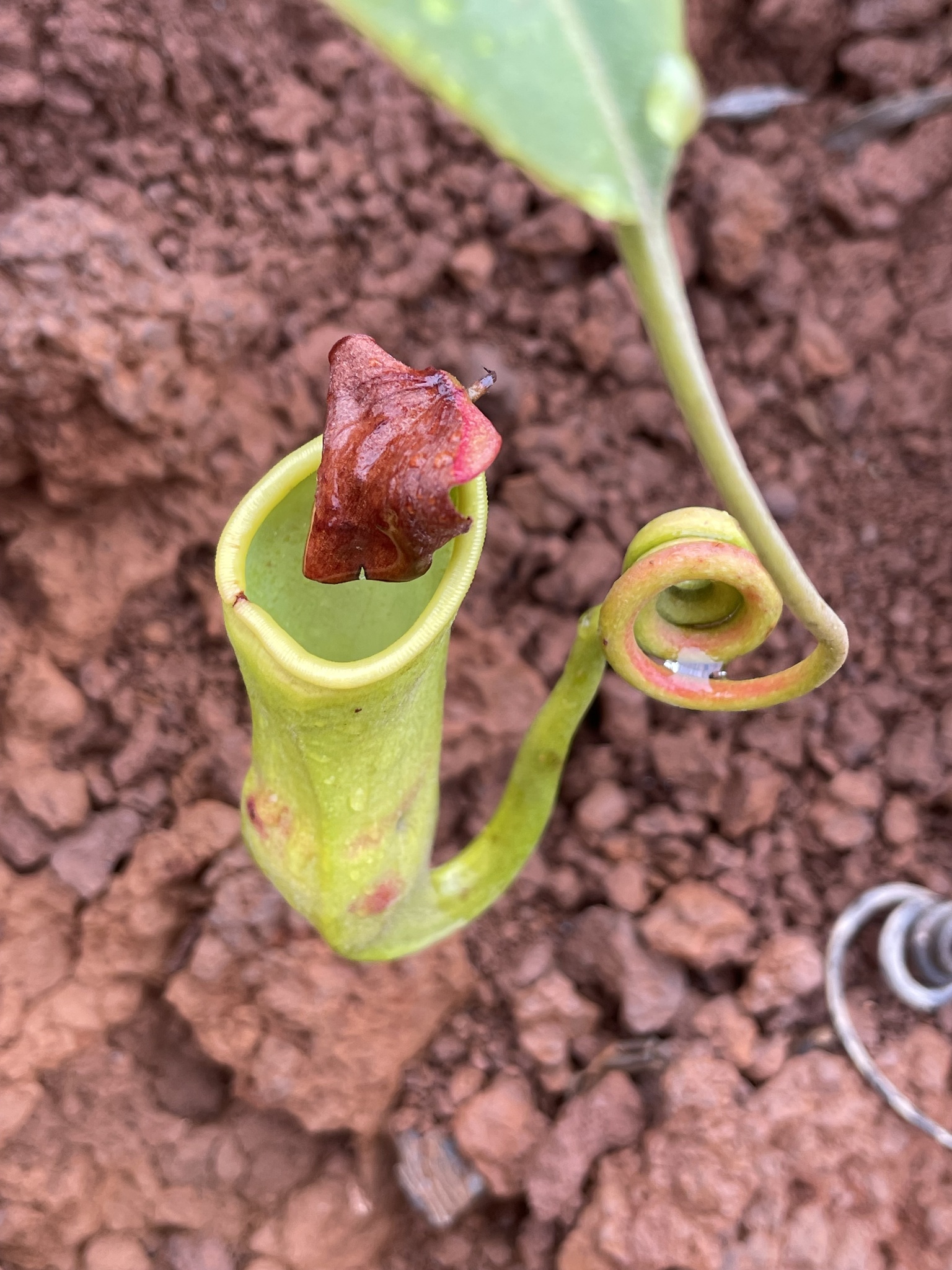 Imagem de Jarro ou planta-jarro