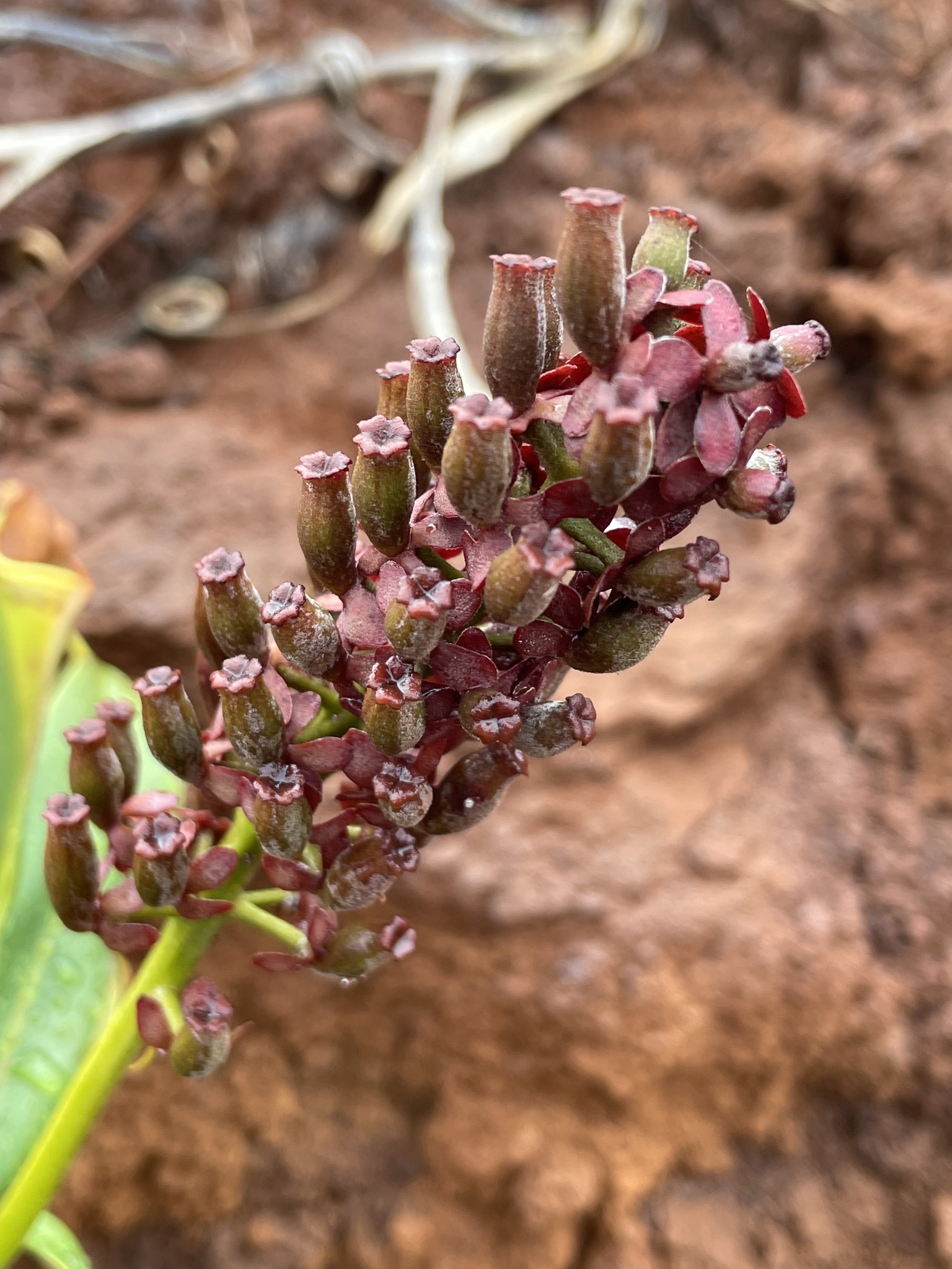 Imagem de Jarro ou planta-jarro