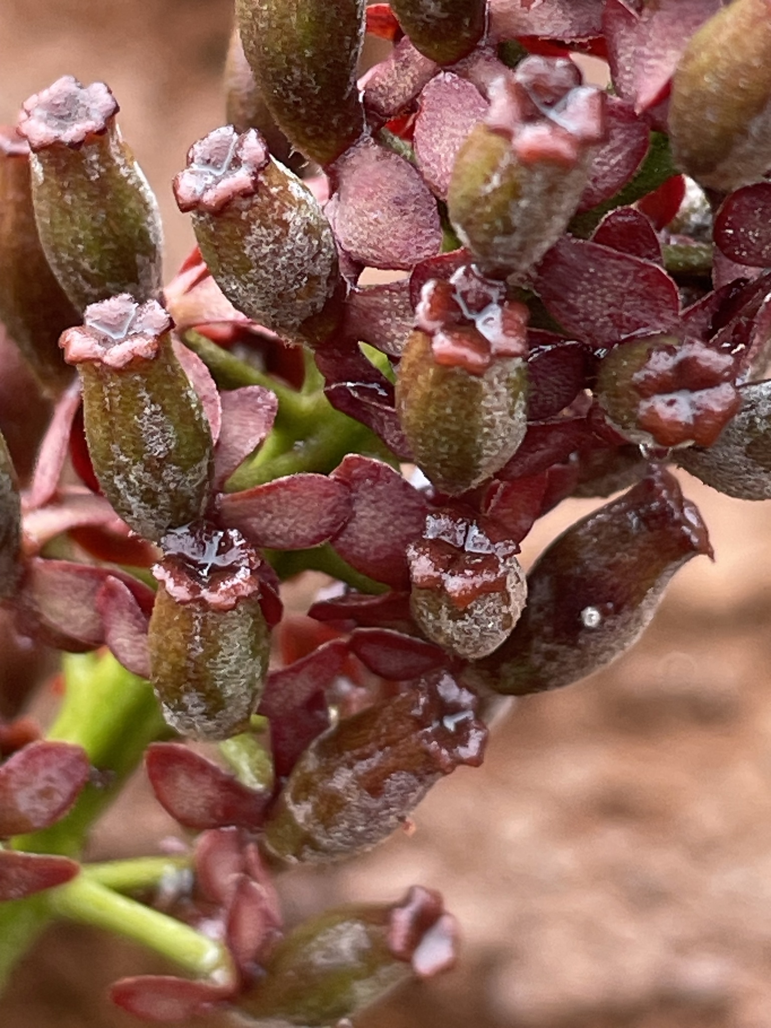 Imagem de Jarro ou planta-jarro