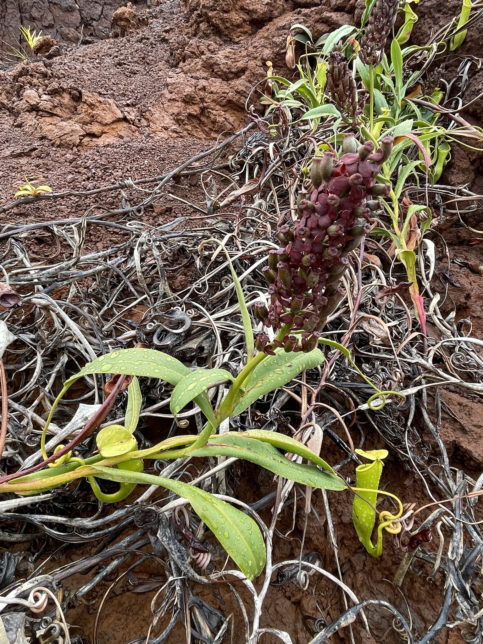 Imagem de Jarro ou planta-jarro