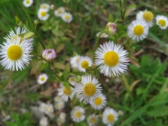 Erigeron annuus