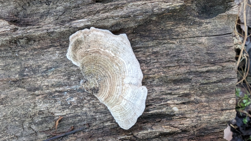 Trametes betulina · January 2024 · photo: © atsushi_nakajima_cirque (iNaturalist, cc-by)