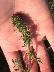 Acaena pinnatifida californica