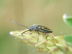 Eriocharis devestivus