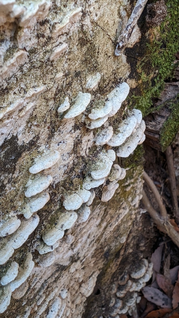 Cyanotrama gypsea · January 2024 · photo: © atsushi_nakajima_cirque (iNaturalist, cc-by)