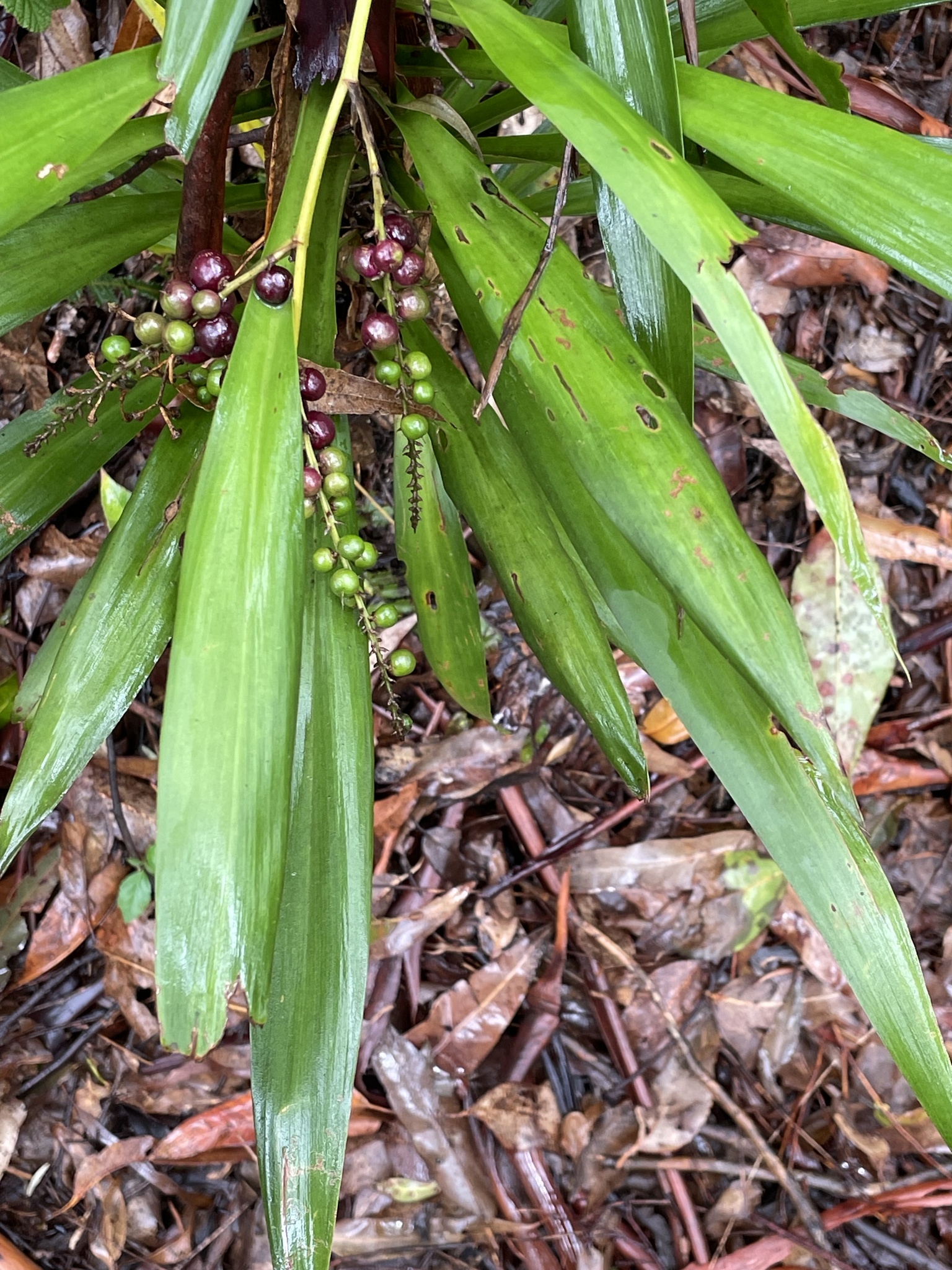 Imagem de Dracena-preta