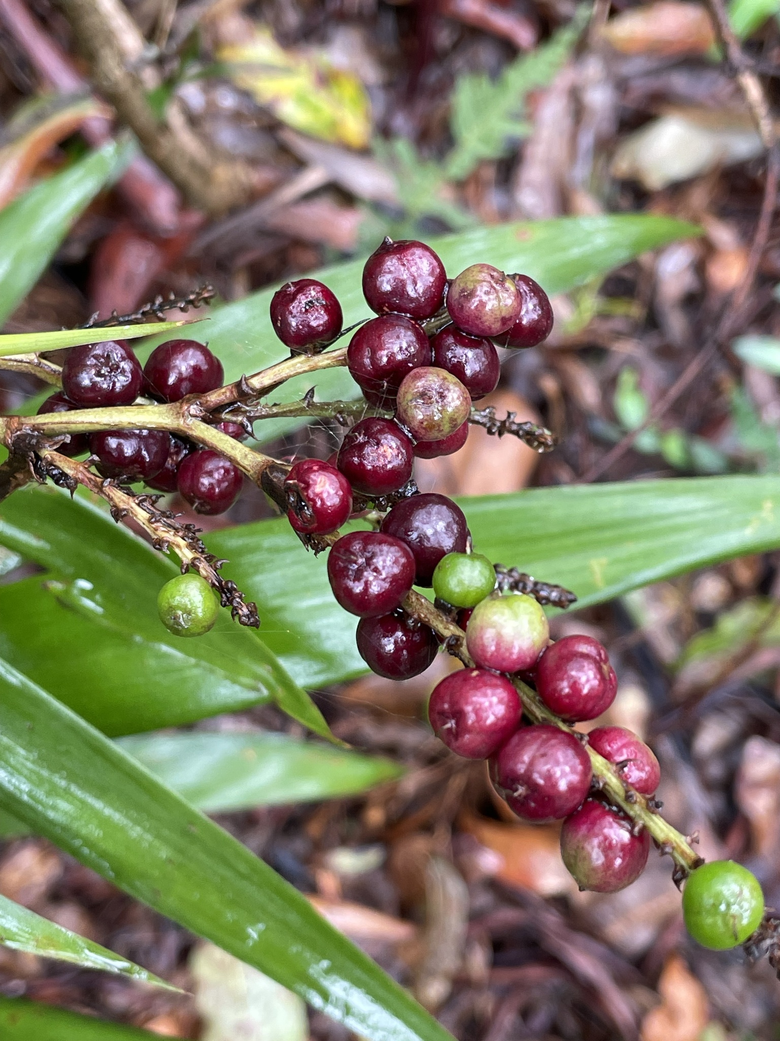 Imagem de Dracena-preta