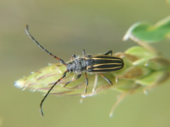 Eriocharis devestivus