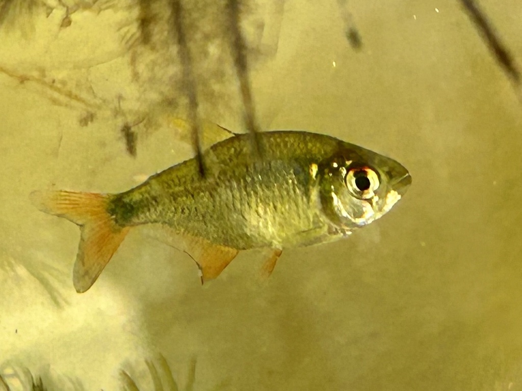Ectrepopterus uruguayensis