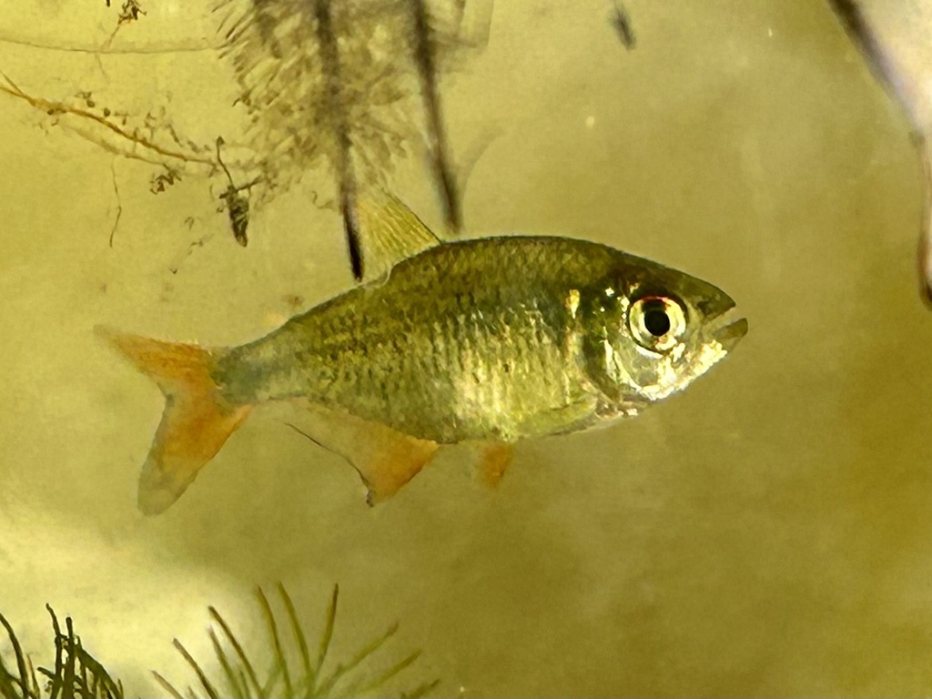Discus tetras