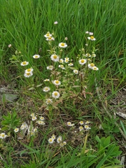 Erigeron annuus