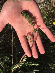 Acaena pinnatifida californica