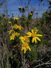 Euryops floribundus