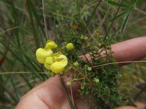 angels slipper (Calceolaria myriophylla)
