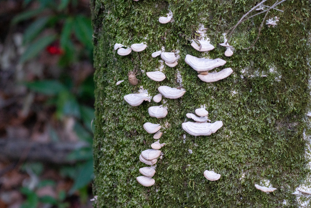 Trichaptum biforme · January 2024 · photo: © tbc_watanabe (iNaturalist, cc-by)