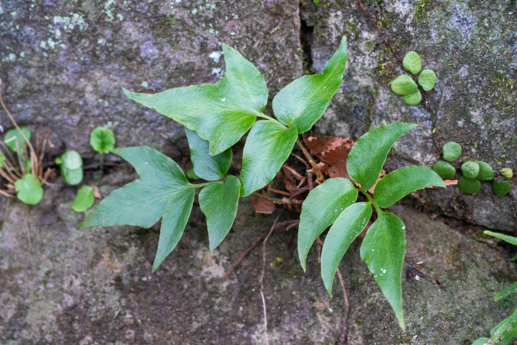 Cyrtomium falcatum, 日本、東京都多摩市瓜生緑地