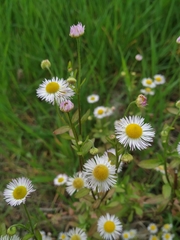 Erigeron annuus