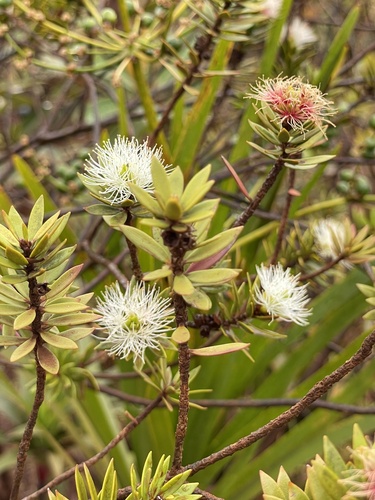 Melaleuca gnidioides observed 2024-01-07