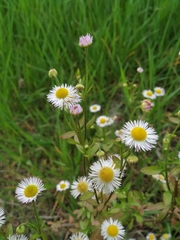 Erigeron annuus