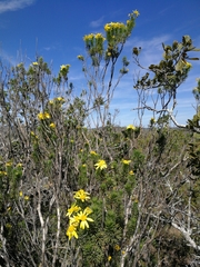 Euryops floribundus